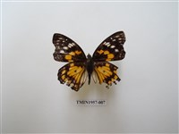 藏品(燦蛺蝶)的圖片